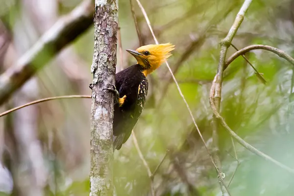 Espécies diversas da mata atlântica