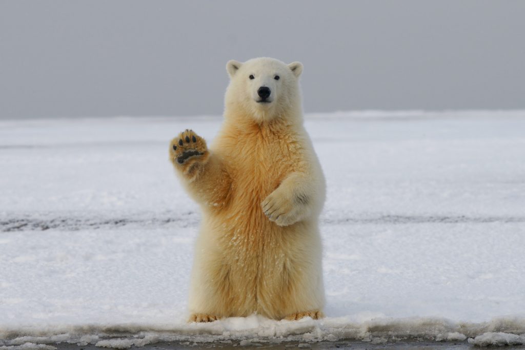 Urso-polar