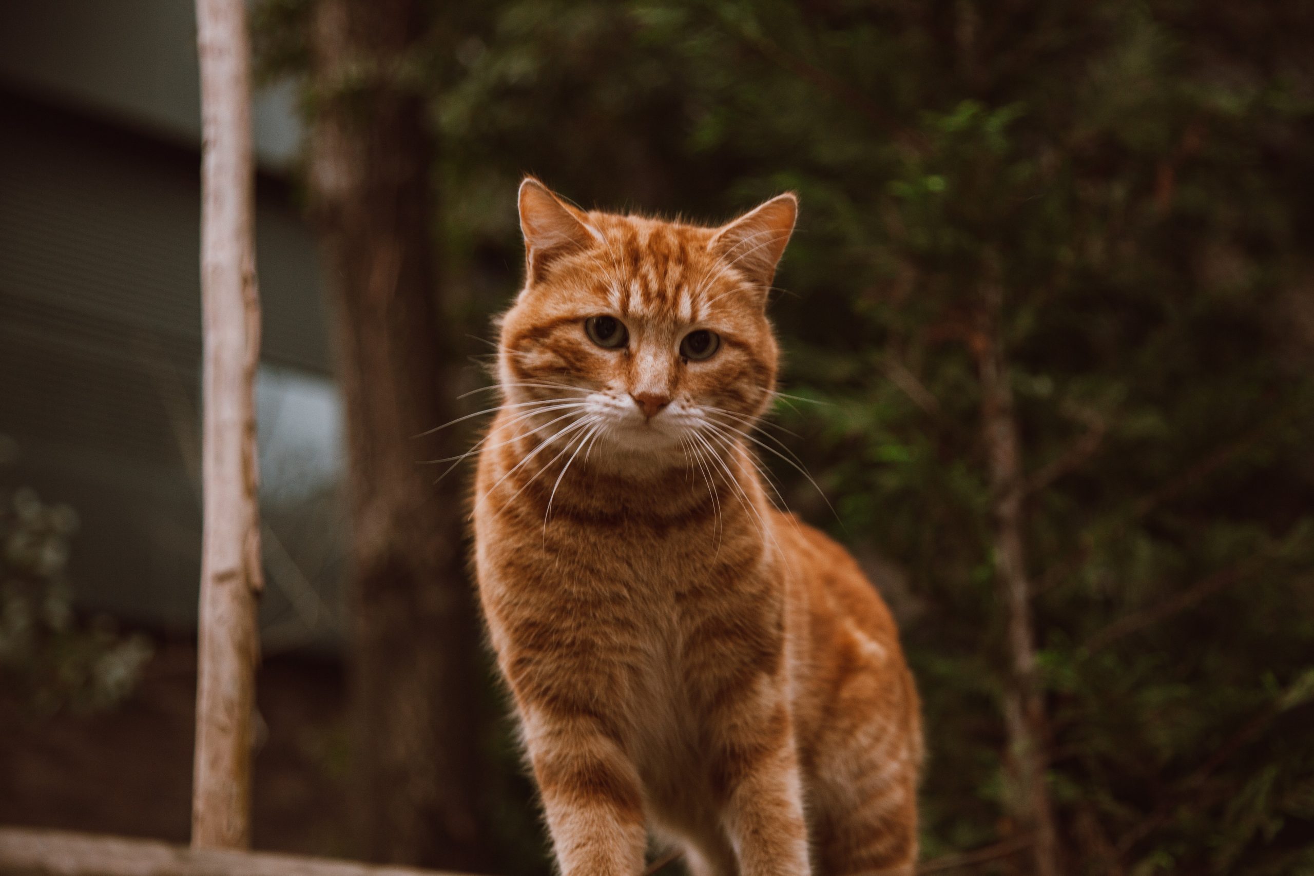 Fezes de gato: tipos e significados - COM FOTOS