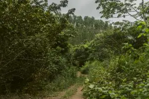 imazon_labmidia_vitorialeona_180322_14-1536x1024 (1)