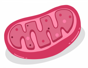 Mitocôndria