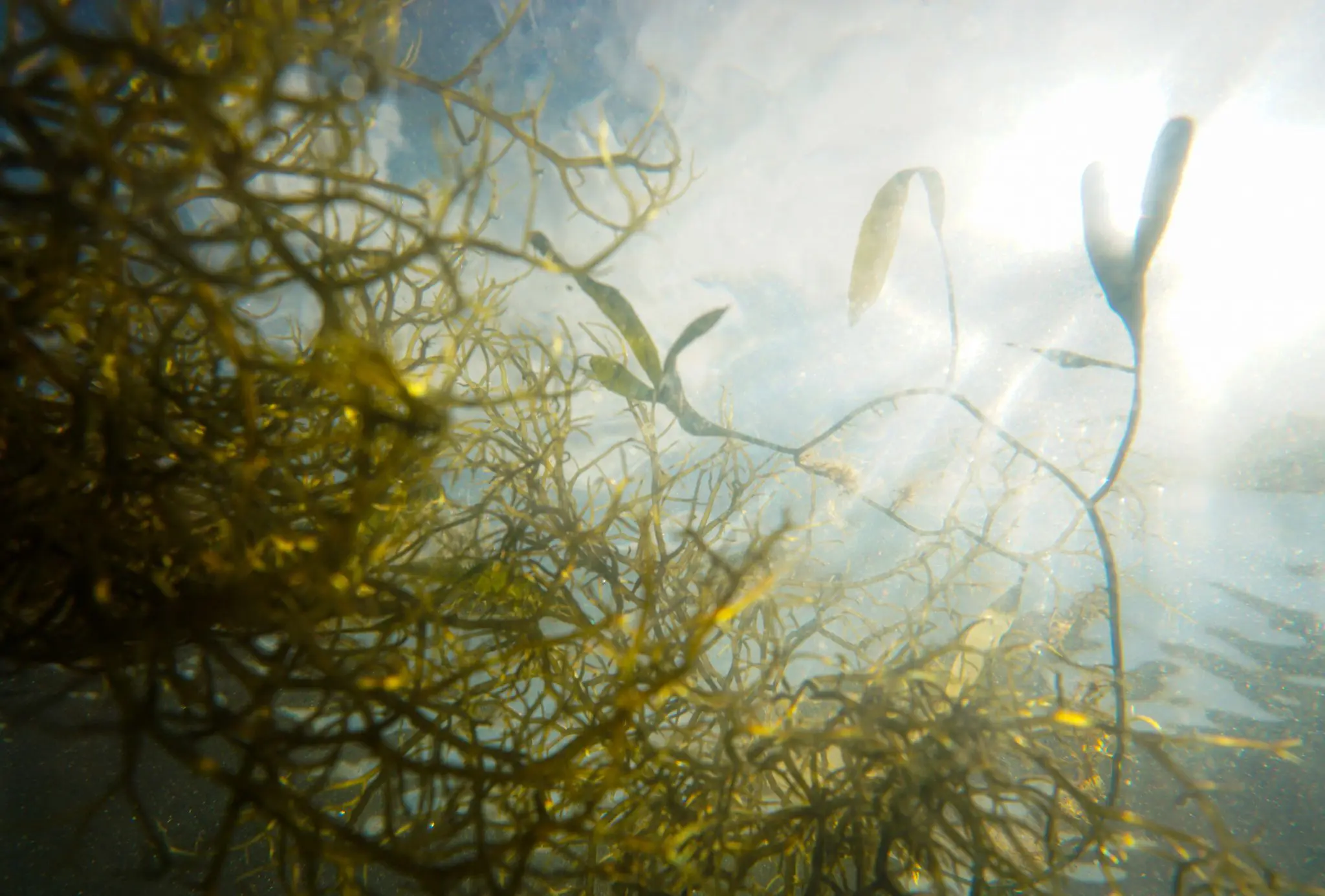 Florestas De Algas Marinhas Podem Ser Solução Para A Crise Climática