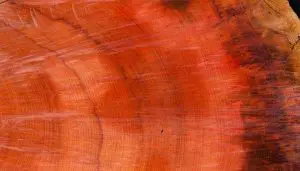 SITE_CrescimentoArvores-0-1140