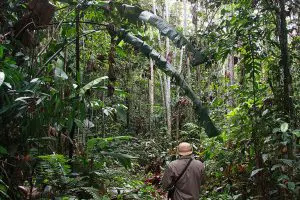 suriname_2200_22-768x512