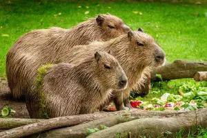 Capivara: entenda mais sobre maior roedor do mundo - eCycle