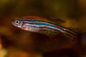 peixe zebra