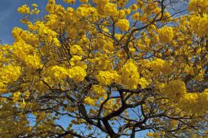 DF_card_árvore-1024x682