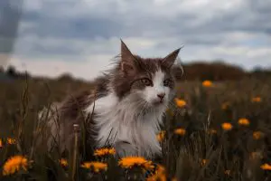 Meu gato acorda muito cedo, o que fazer?