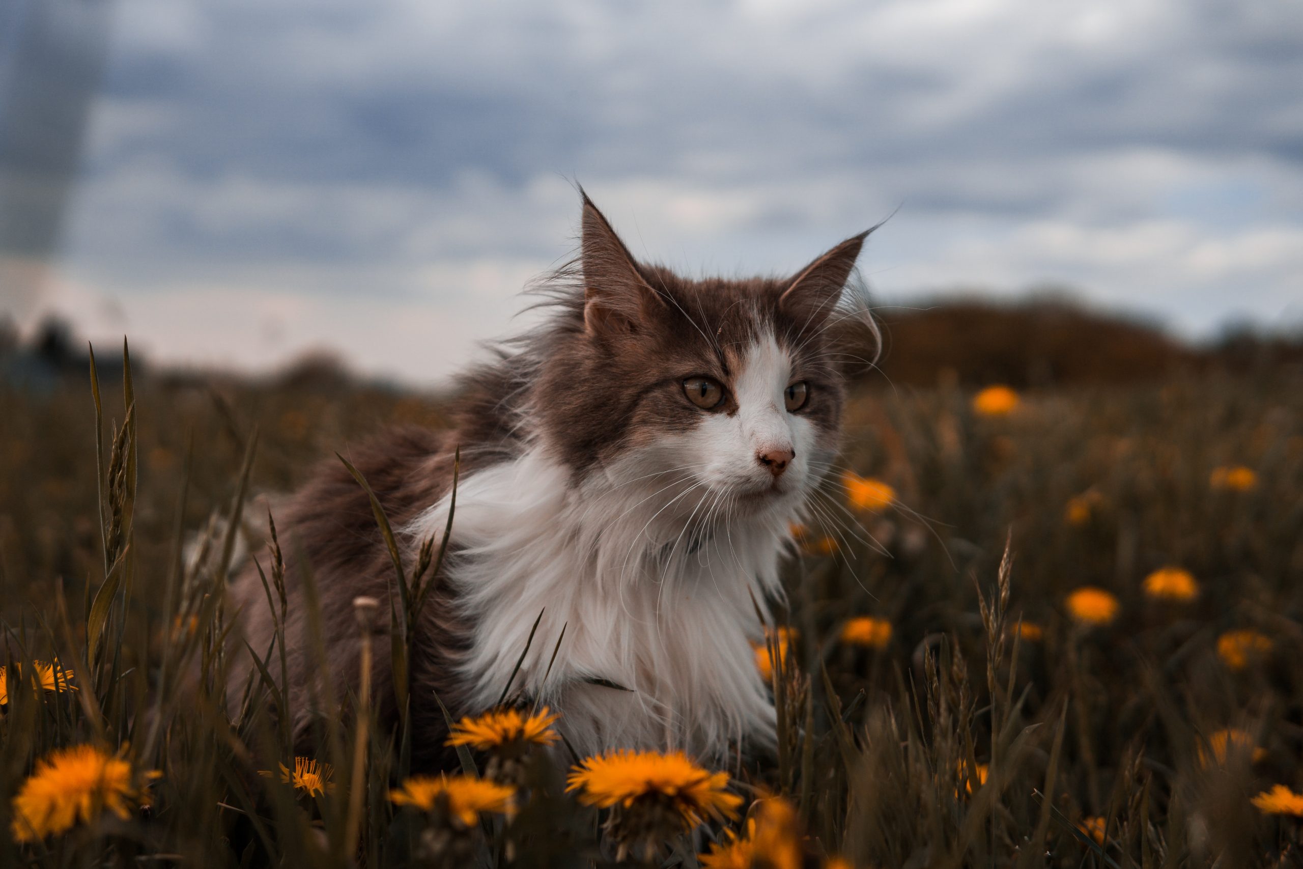 Meu Gato me acorda ao Amanhecer - Soluções Ferplast