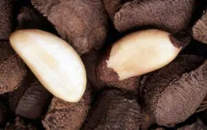 Brazil nut (Bertholletia excelsa); Brazil