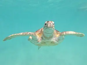 tartaruga-verde