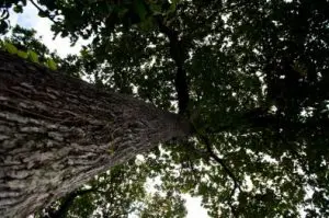 Edital-apresentado-na-abertura-do-Fórum-Nacional-do-Consecti-e-do-Confap-já-conta-com-a-adesão-de-18-fundações-de-amparo-à-pesquisa-estaduais,-totalizando-mais-de-R$-50-milhões-em-recursos