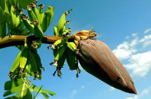 flor de banana