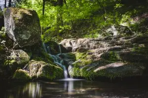 Planejar-interações-entre-florestas-e-água-é-vital-para-conservar-equilíbrio-ambiental