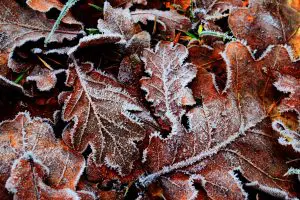 Pesquisadora-da-UFPR-descobre-floresta-de-290-milhões-de-anos-congelada-no-tempo