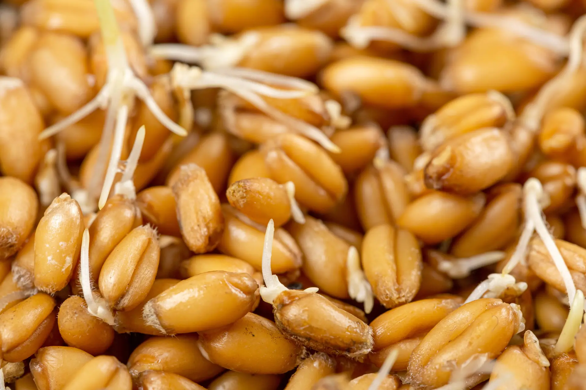 Gérmen de trigo: para que serve e benefícios - eCycle