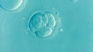 Periodo-pre-embrionario