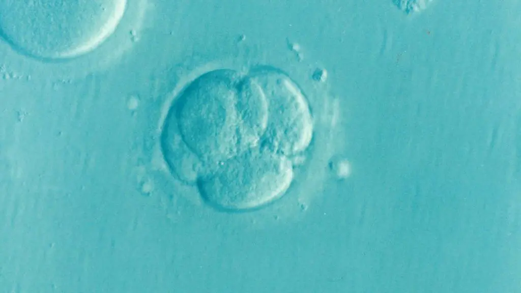 O que acontece no período pré-embrionário? - eCycle