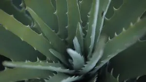 como salvar uma babosa