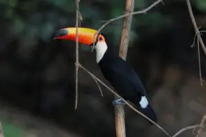 tucano