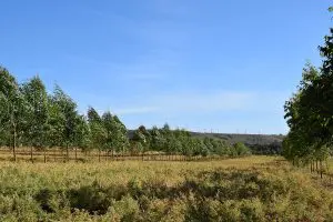 grao-de-bico-na-ilpf