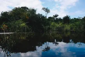 floresta-amazonica