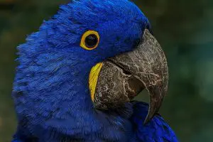 arara-azul