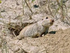 Capivara: entenda mais sobre maior roedor do mundo - eCycle