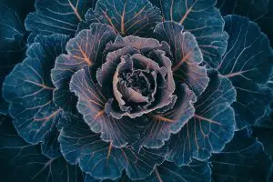 brassicas