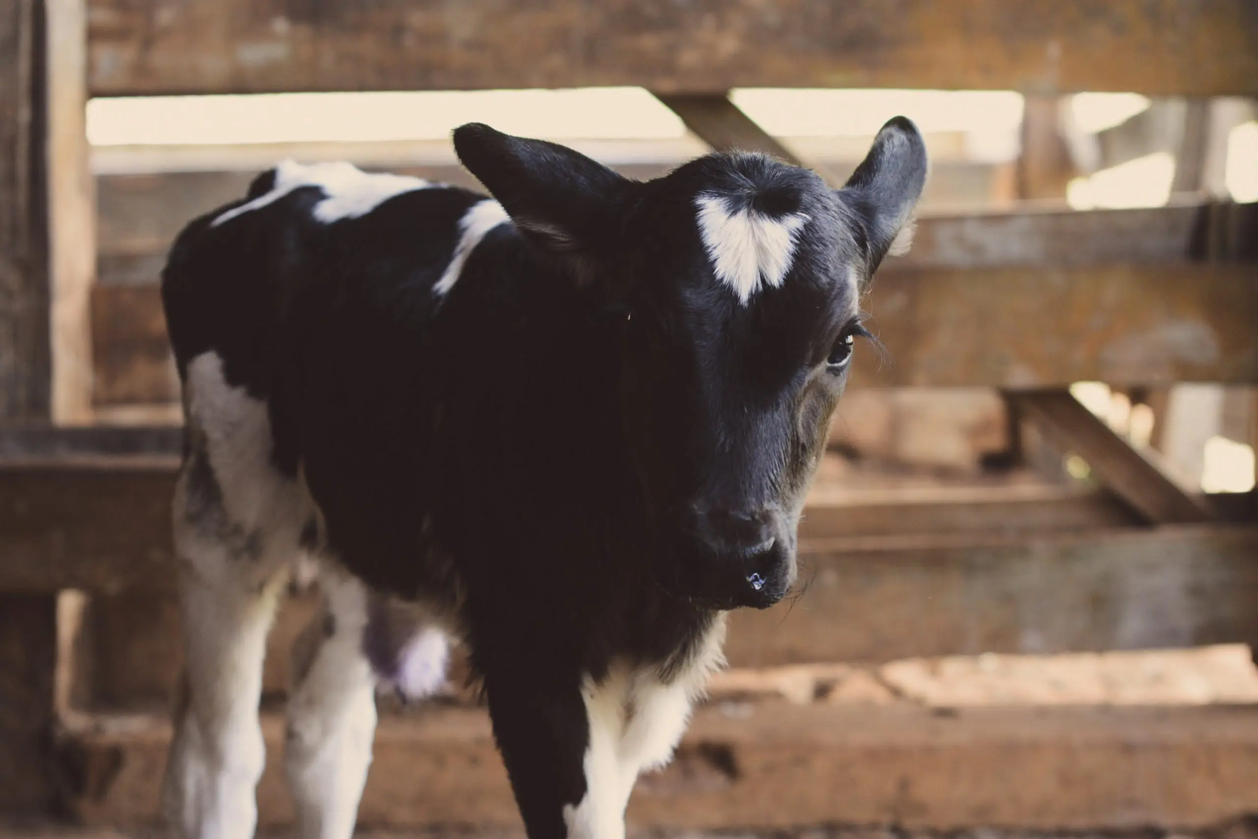 Foto Cavalo marrom na frente da cerca – Imagem de Cinza grátis no Unsplash