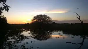 pantanal-matogrossense