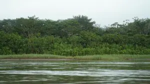 amazônia