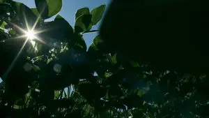 050-053_soja_319-0-1140