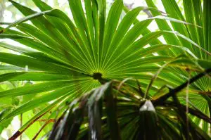 saw palmetto