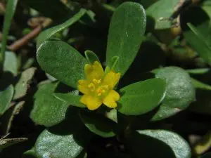 Portulaca-oleracea-beldroega-panc