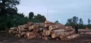 PF-e-Ibama-realizam-operacao-contra-crimes-ambientais-em-RO-Foto-PF-Divulgacao-1536x736