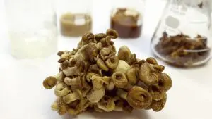 Clareador-dental-shimeji-preto