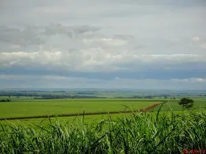 cultura de cana de açúcar