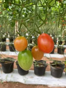 Cultivo-Protegido-Tomateiro