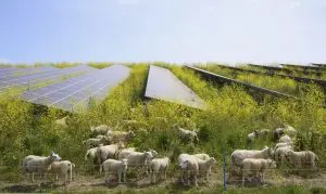sistema agrovoltaico