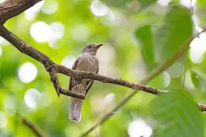 cricri¢_Cr‚ditos-Nereston-de-Camargo-768x512