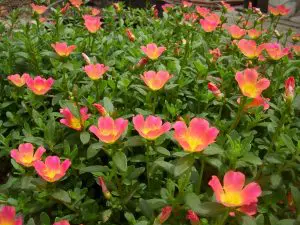 beldroega portulaca olearacea