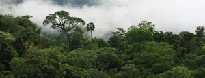 amazonia-floresta-carbono