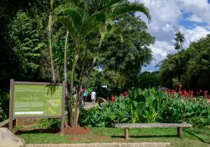 jardim de chuva