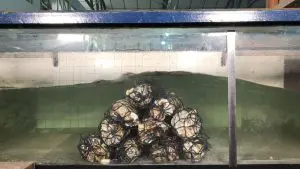 artigo-costeira_elisa