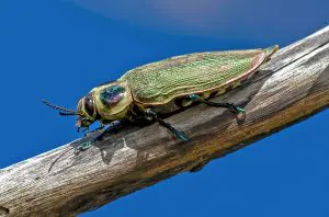 RPF_Insetos-em-declinio-2022-11-site-01-1140