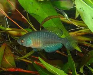 austrolebias_univentripinnis_matheus_volcan__1__122392