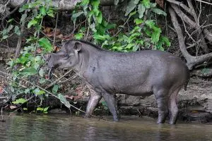 Anta Tapirus terrestris