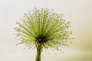 Paepalanthus bromelioides cerrado