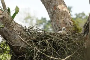filhote-harpia-Ducke-junho11_Olivier-Jaudoin-768x512